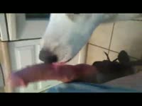 Dog sucking a hard dick